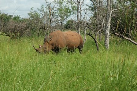 Rhino tracking Ziwa